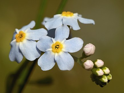 Myosotis